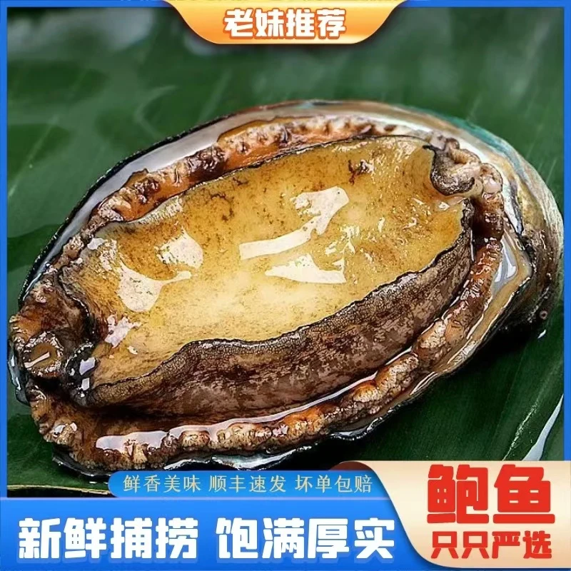 【老妹海鲜】鲍鱼鲜活速冻10-11头新鲜海鲜水产佛跳墙顺丰24只1kg