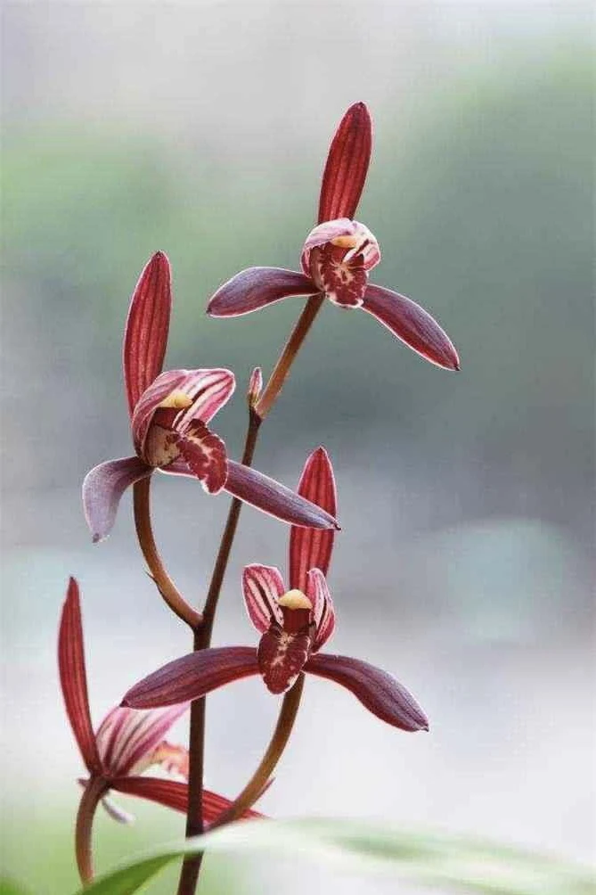 墨宝 室内四季建兰花卉观花兰草兰花苗