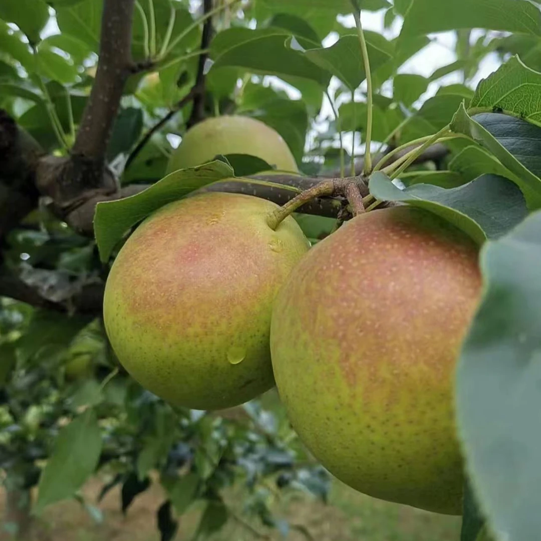 山西运城现摘新鲜丹霞红早酥梨子皮薄柔软香甜多汁4.5斤