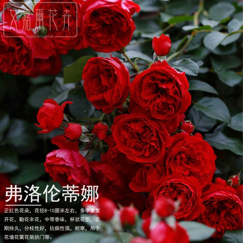 佛罗伦蒂娜正红色花阳台垂吊庭院多季爬墙开花玫瑰蔷薇大花浓香型