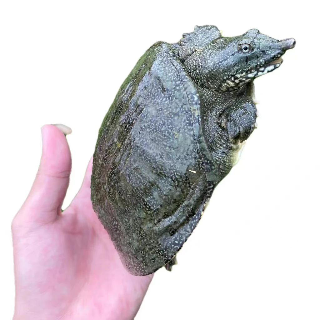 小甲鱼养殖专用苗黑花苗中华苗鲜活甲鱼苗