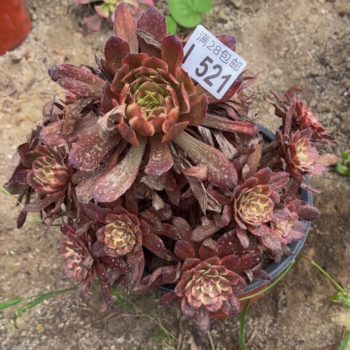 521多肉植物盆栽