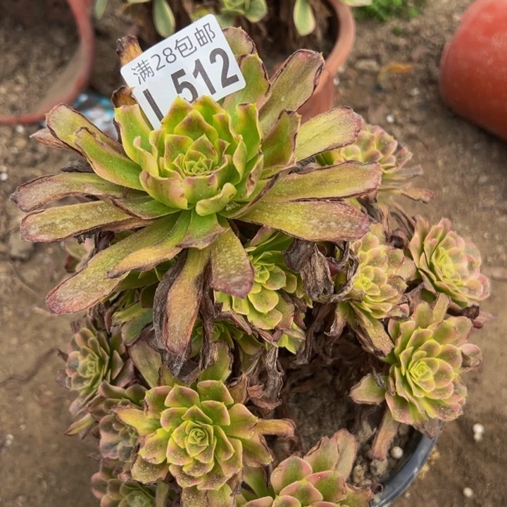 512多肉植物盆栽