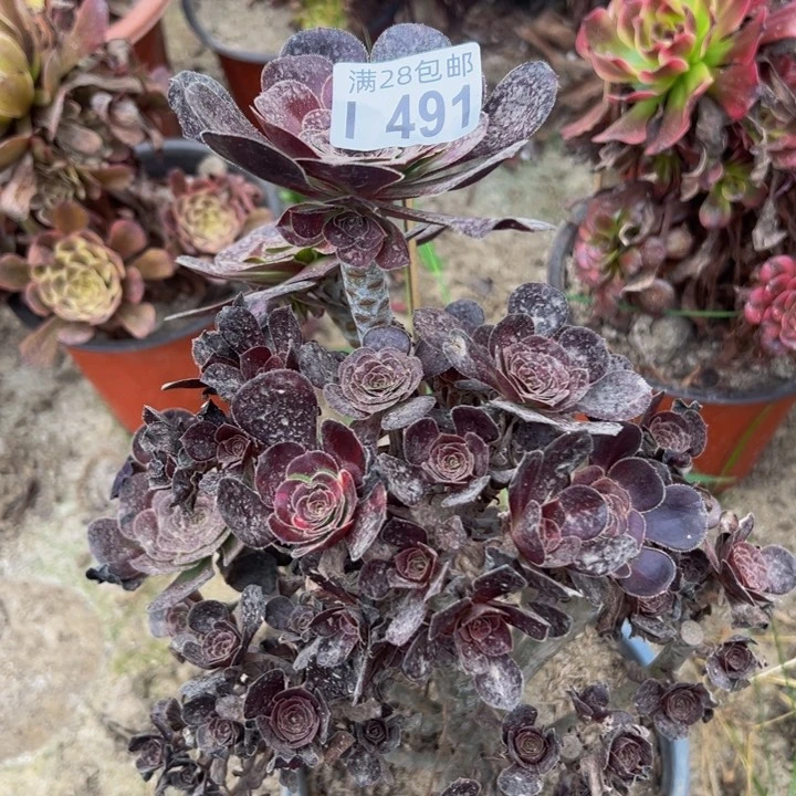 491多肉植物盆栽
