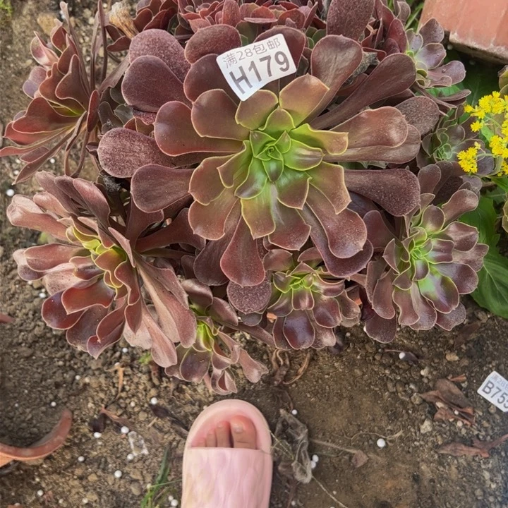 179多肉植物盆栽