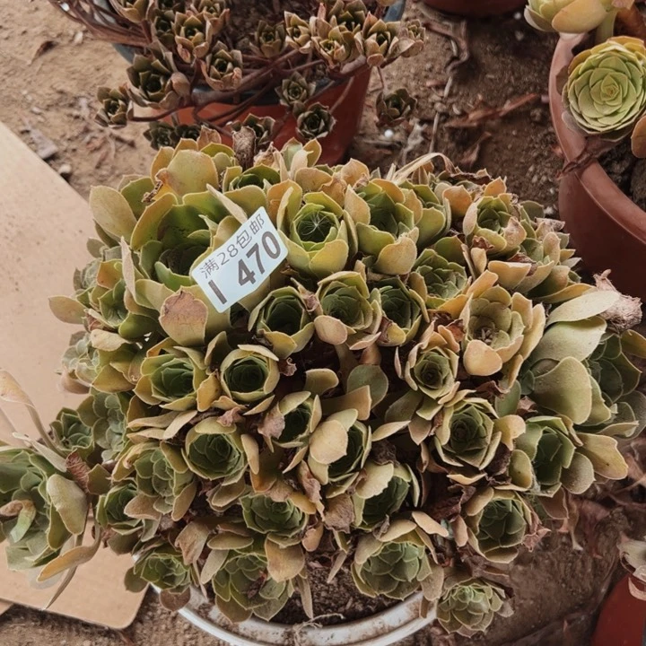 470多肉植物盆栽