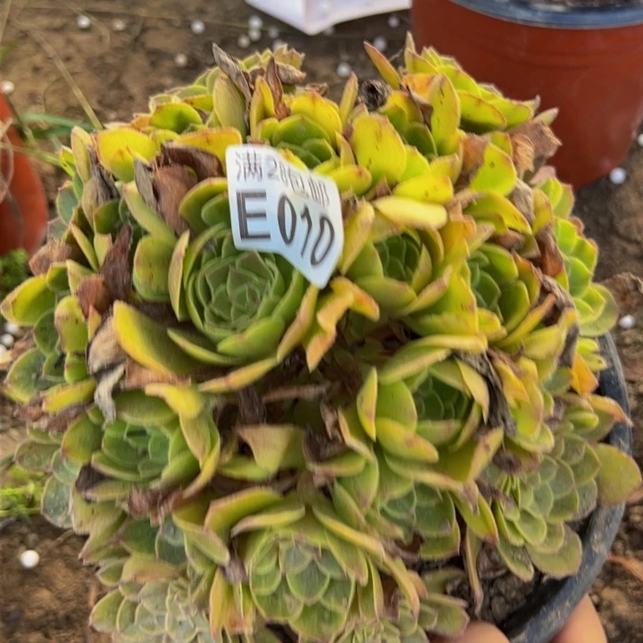 010多肉植物盆栽