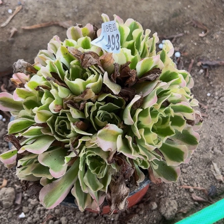 493多肉植物盆栽