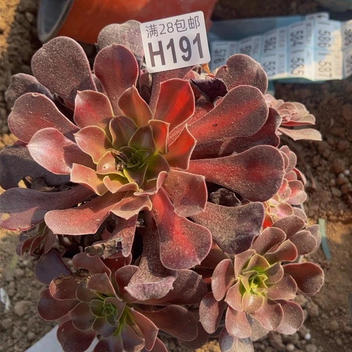 191多肉植物盆栽