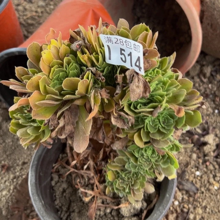 514多肉植物盆栽
