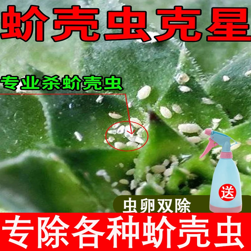 蚧壳虫克星专用药蚧必治噻嗪酮柑橘果树多肉花卉蚧壳虫专用杀虫剂