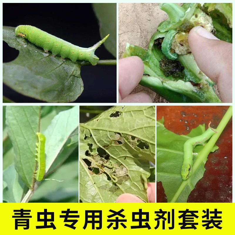 蔬菜植物杀虫剂家用除青虫小菜蛾肉虫辣椒白菜黄瓜毛虫菜虫专用药