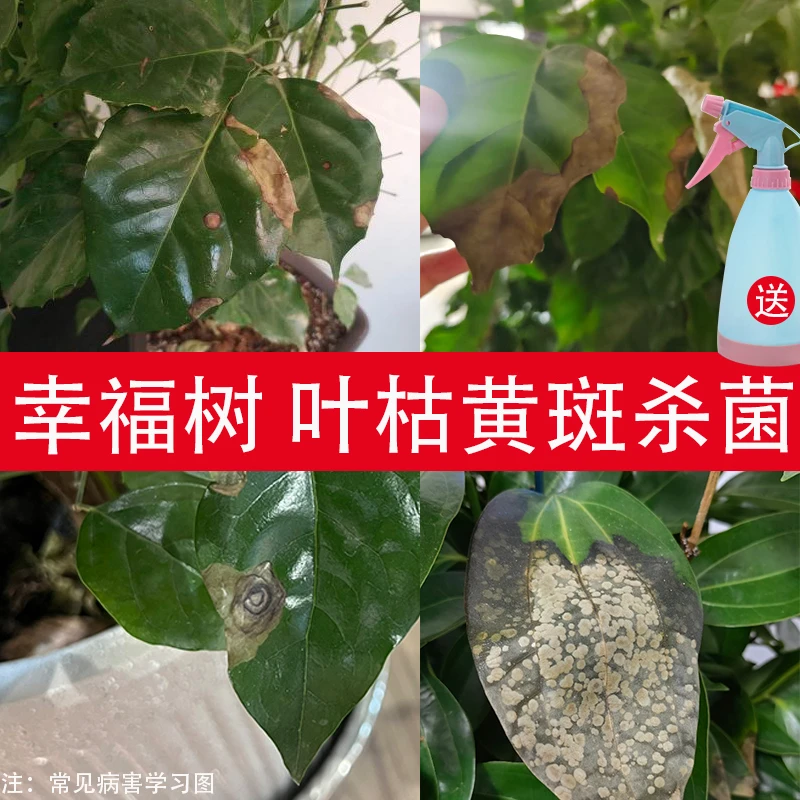 幸福树掉叶子发黄防枯叶平安树叶病黄叶焦叶尖干叶斑病落叶炭疽病