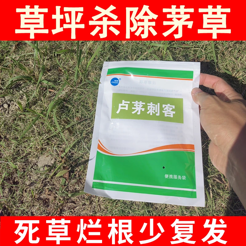 专除草坪芦苇马尼拉百慕大台湾草兰引三号草坪草剂防除茅草牛筋草