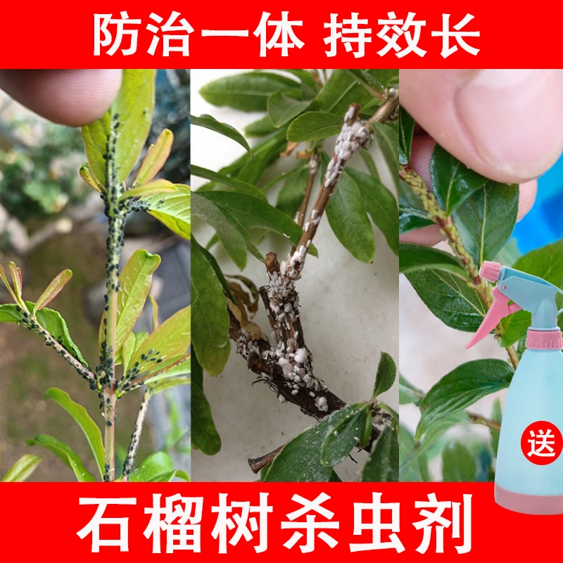 石榴树杀虫剂蚧壳虫介壳虫蚜虫腻虫青虫专用药高效杀虫农药强效药