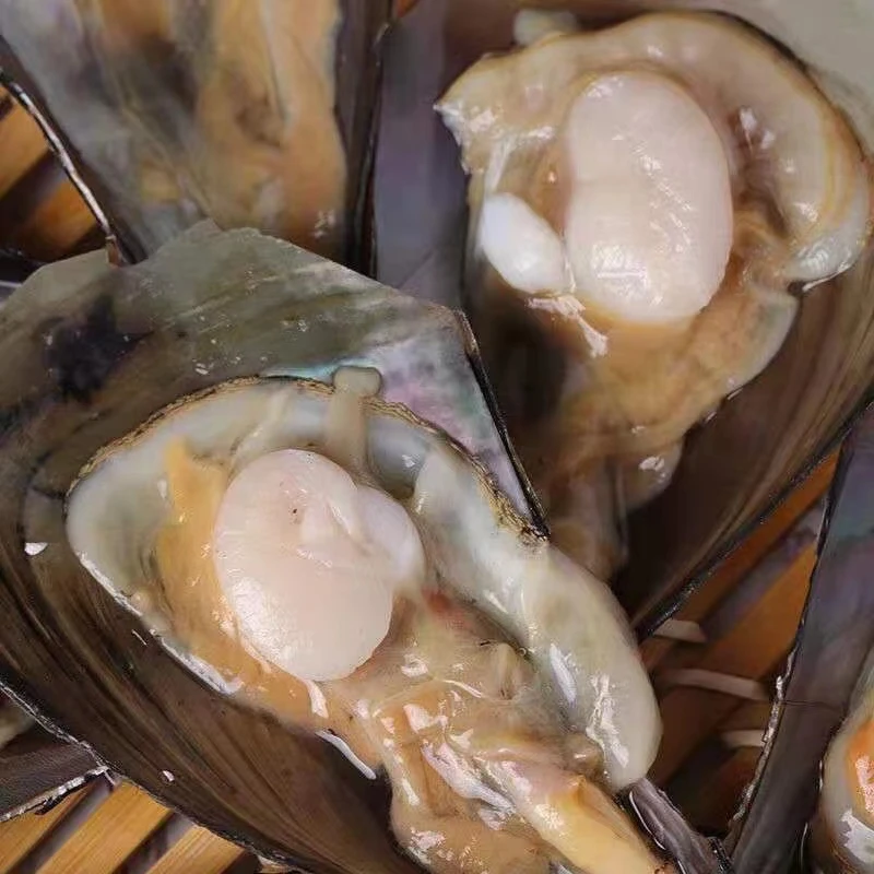鲜活江瑶贝（带子）掉秤正常现象介意勿拍