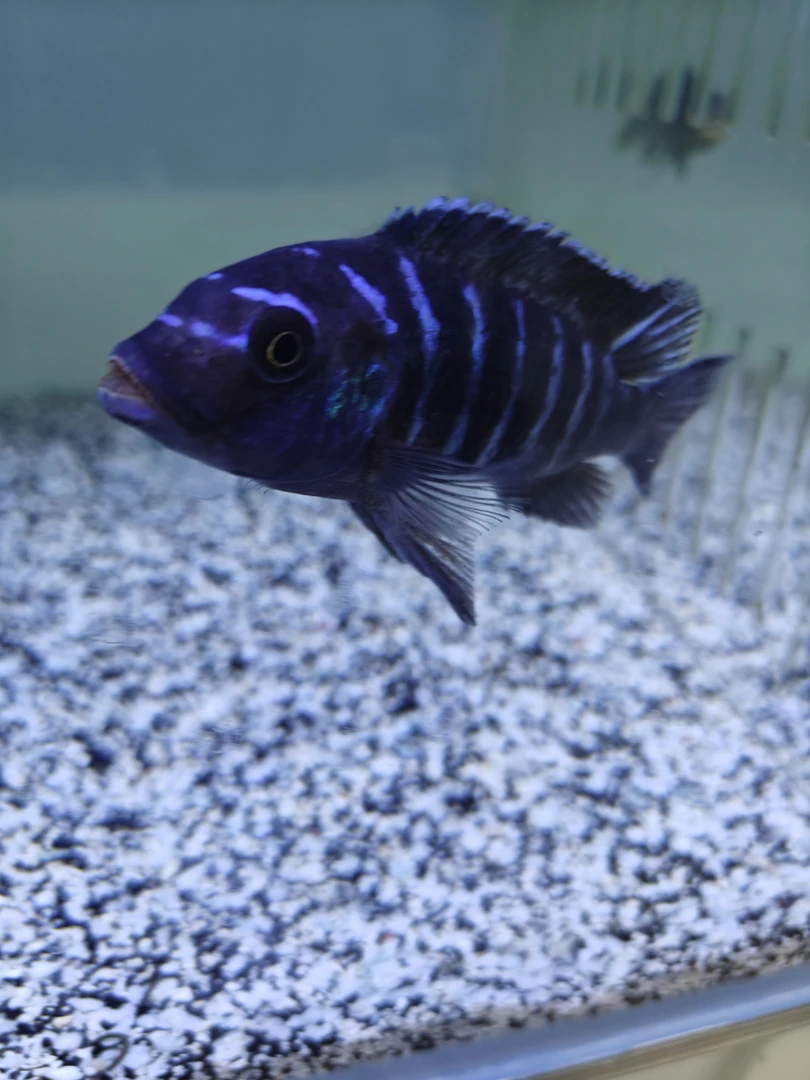 三湖慈鲷. 精品野生海豚斑马(顺丰包邮)