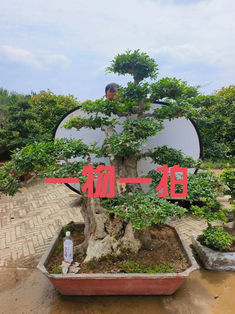 湖北京山对节白蜡原产地精品小微盆景（直播专用）养护