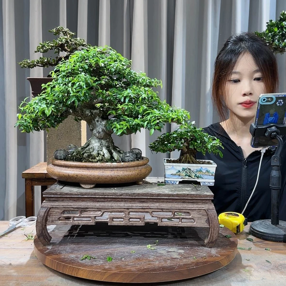 【闪购商品】红陶20CM（含）-50CM（不含）华****睫