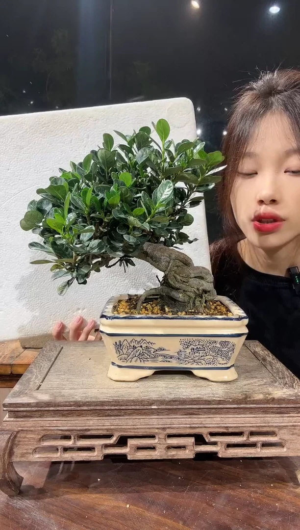 【闪购商品】红陶20CM（含）-50CM（不含）1