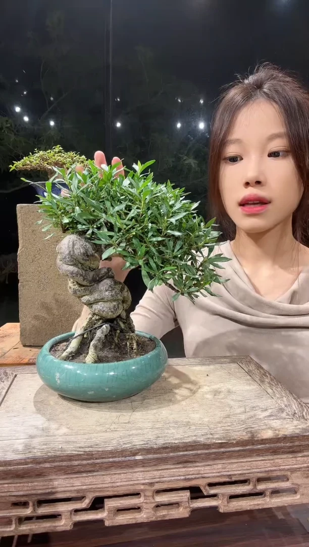 【闪购商品】红陶20CM（含）-50CM（不含）1