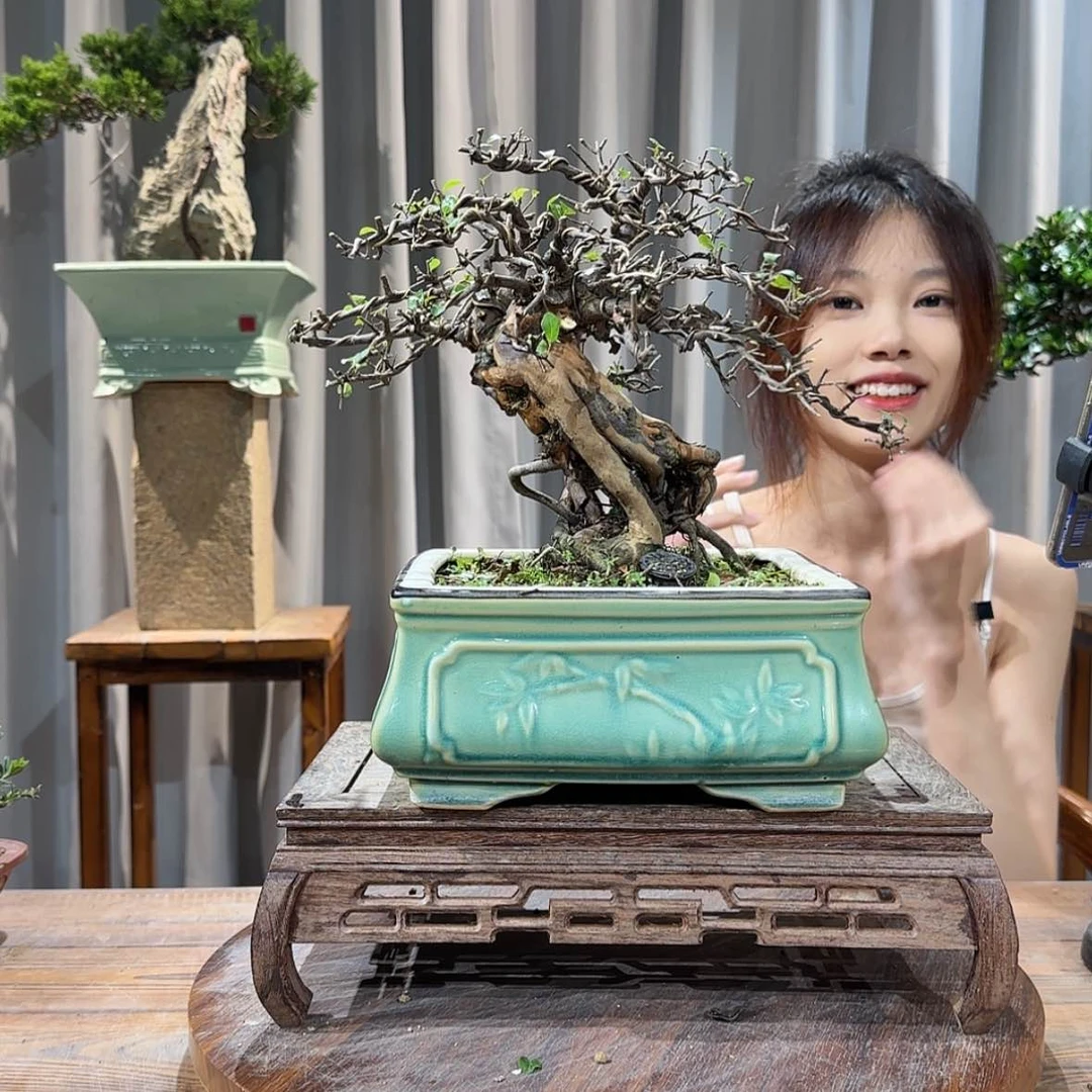 【闪购商品】红陶20CM（含）-50CM（不含）司**亮