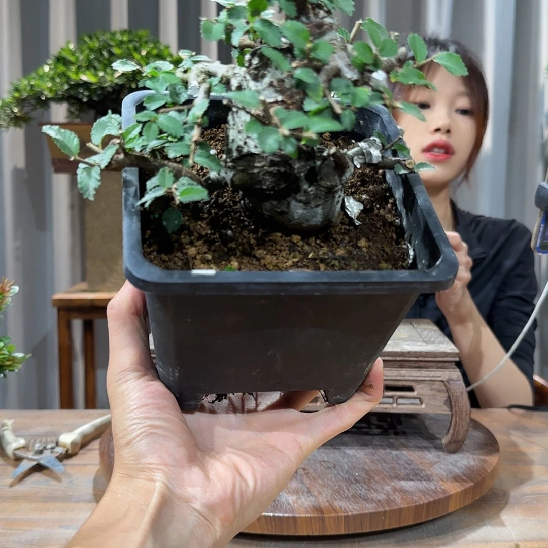 【闪购商品】红陶20CM（含）-50CM（不含）卯*刀