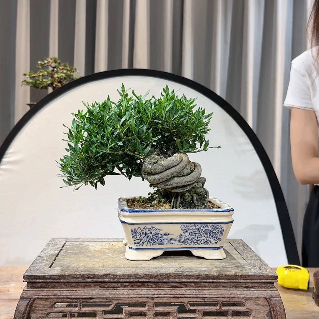 【闪购商品】红陶20CM（含）-50CM（不含）二**下