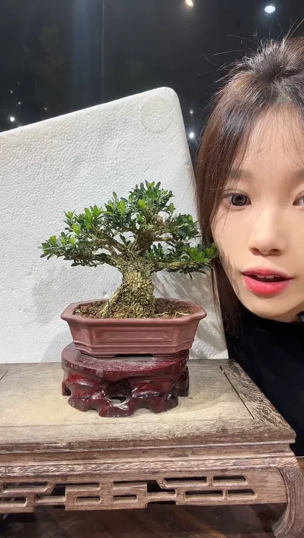 【闪购商品】红陶20CM（含）-50CM（不含）1