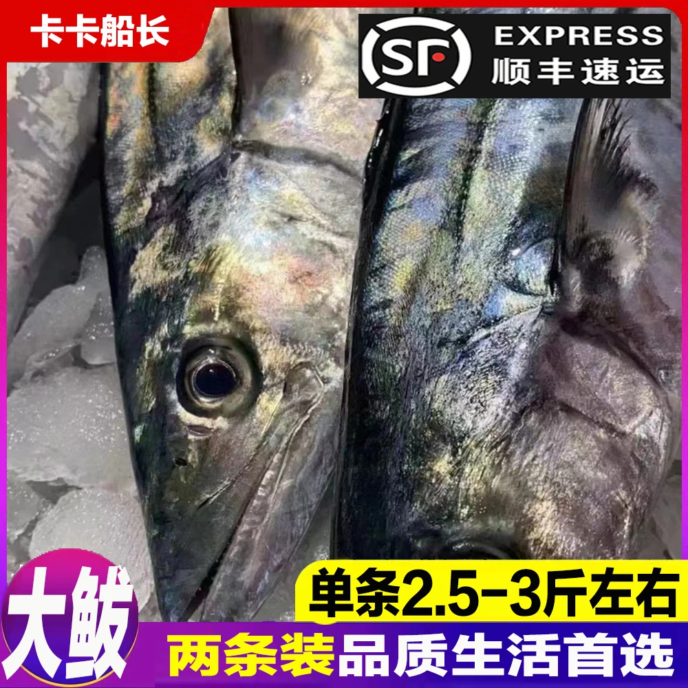 【大鲅鱼】鲅鱼燕鲅蓝点马鲛、2条共4.7-5.4斤、新鲜日照原产