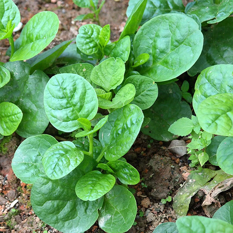大叶木耳菜种子苗落葵小青菜耐高温高湿春夏四季阳台盆栽蔬菜种子