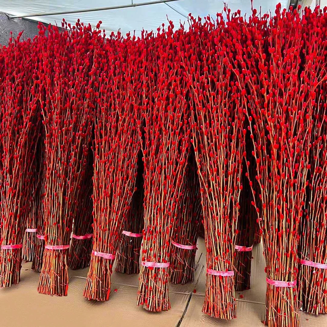 银柳真花鲜枝年宵花卉红色干花福桶银柳水培植物雪柳客厅室内装饰