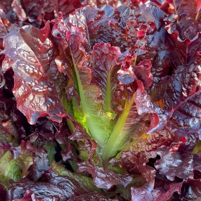 紫生菜种籽盆栽四季紫叶生菜种孑四季紫色生菜种子阳台红叶生菜籽