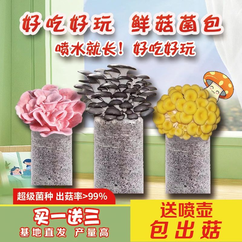 蘑菇种植包家种蘑菇黑平菇菌包新鲜菌棒室内盆栽香菇趣味阳台
