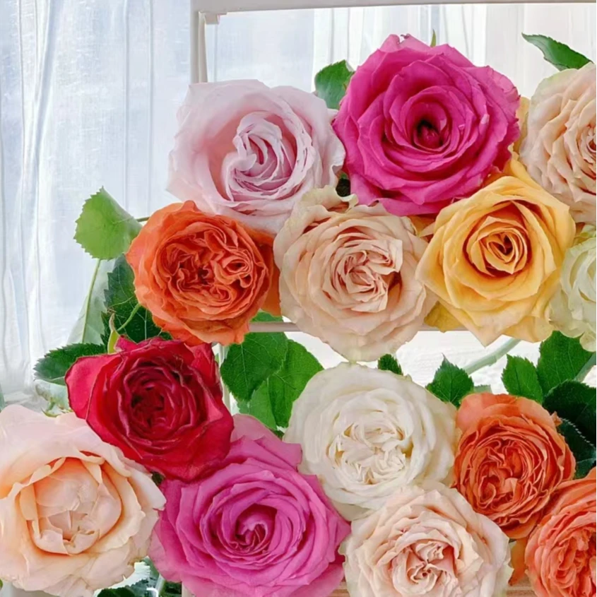 【彩拼玫瑰20支】全场任意满2单顺丰包邮  云南基地直发