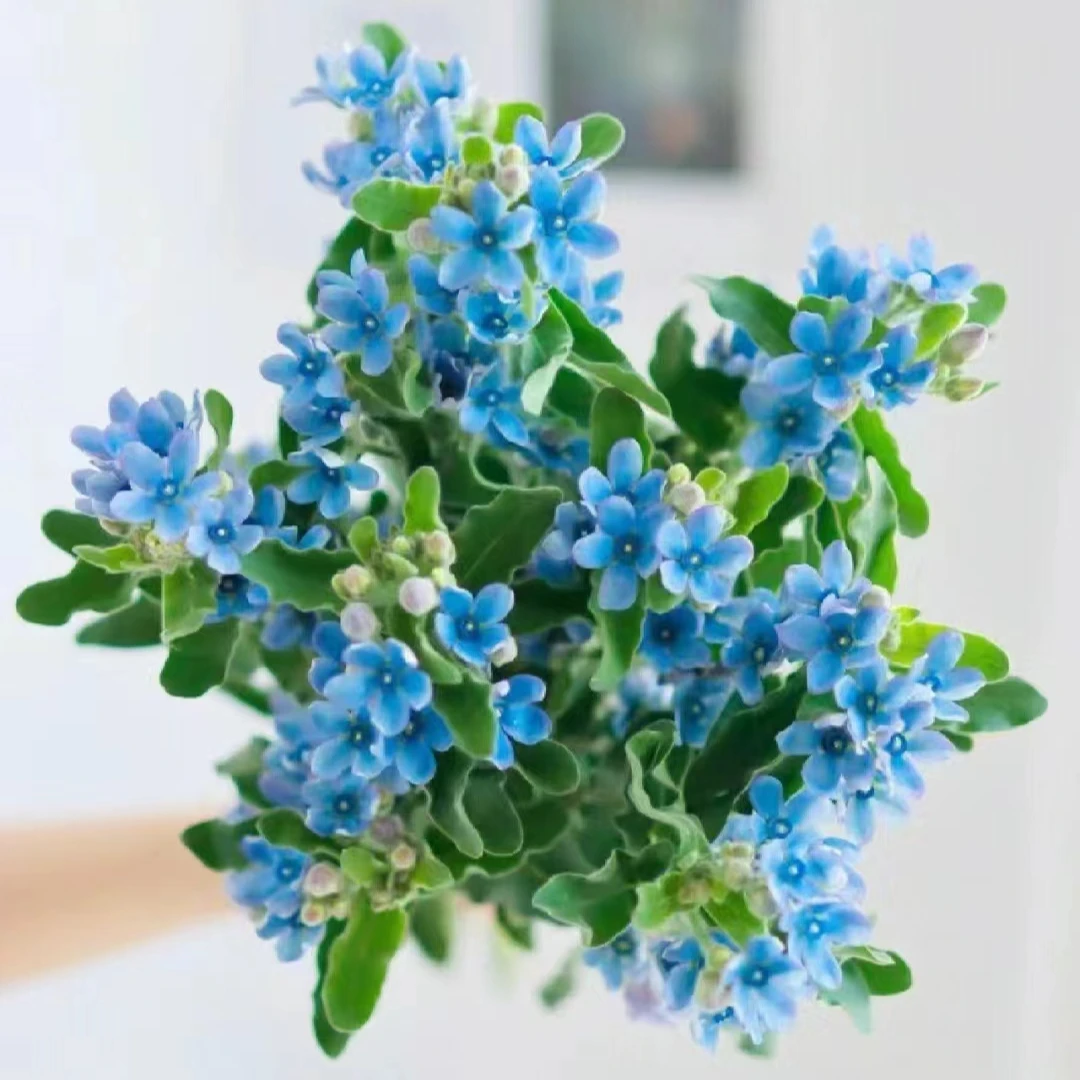 【蓝星花1扎】全场任意满2单顺丰包邮  云南基地直发