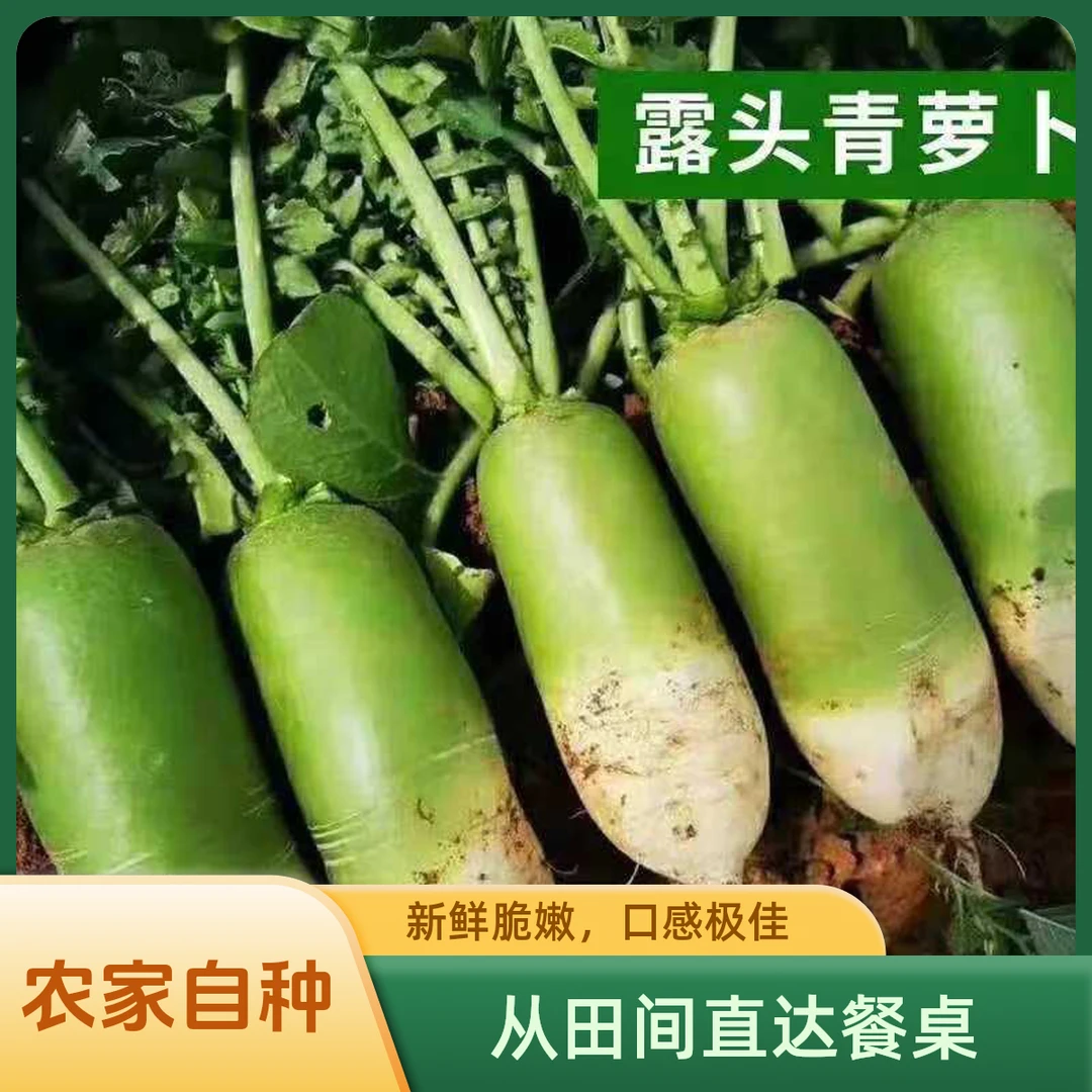 2024湖北襄阳唐白河新鲜露头青萝卜现拔现发脆甜多汁
