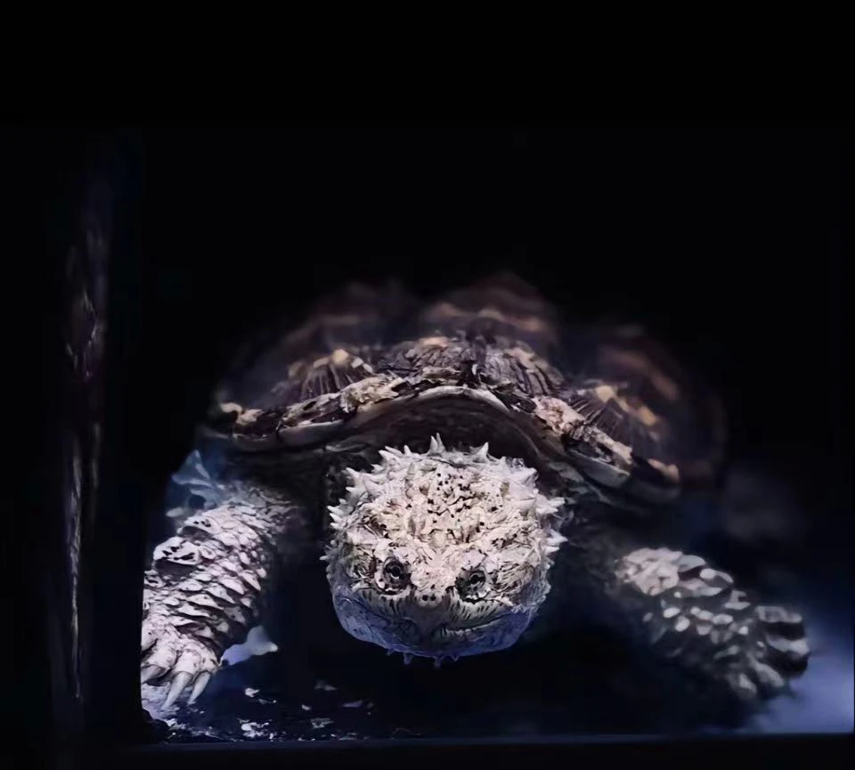 （人工养殖）直播挑选原种佛纯佛暴刺纯佛苗佛龟宠物纯佛观赏龟