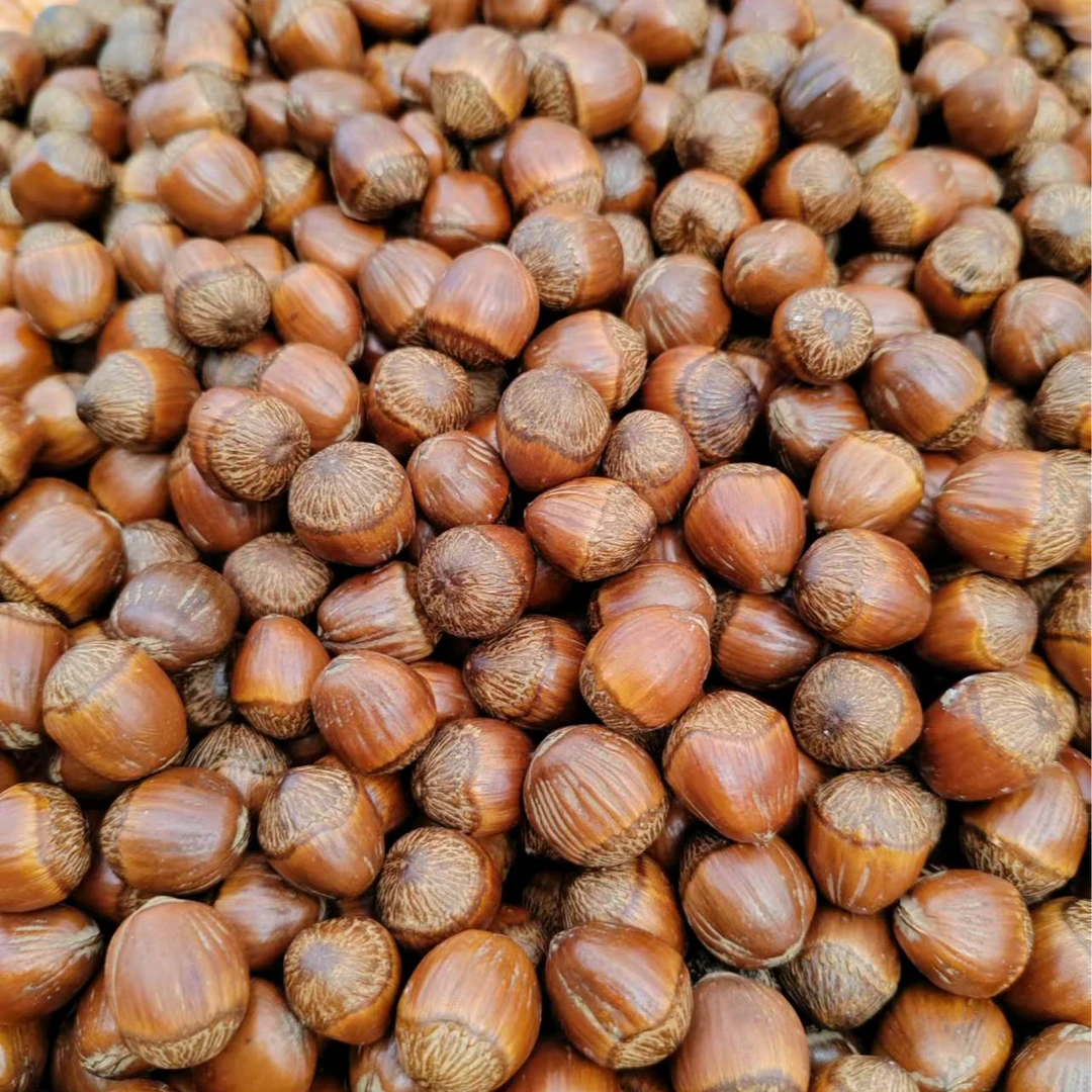 正宗铁岭开原清河野生榛子产地直发