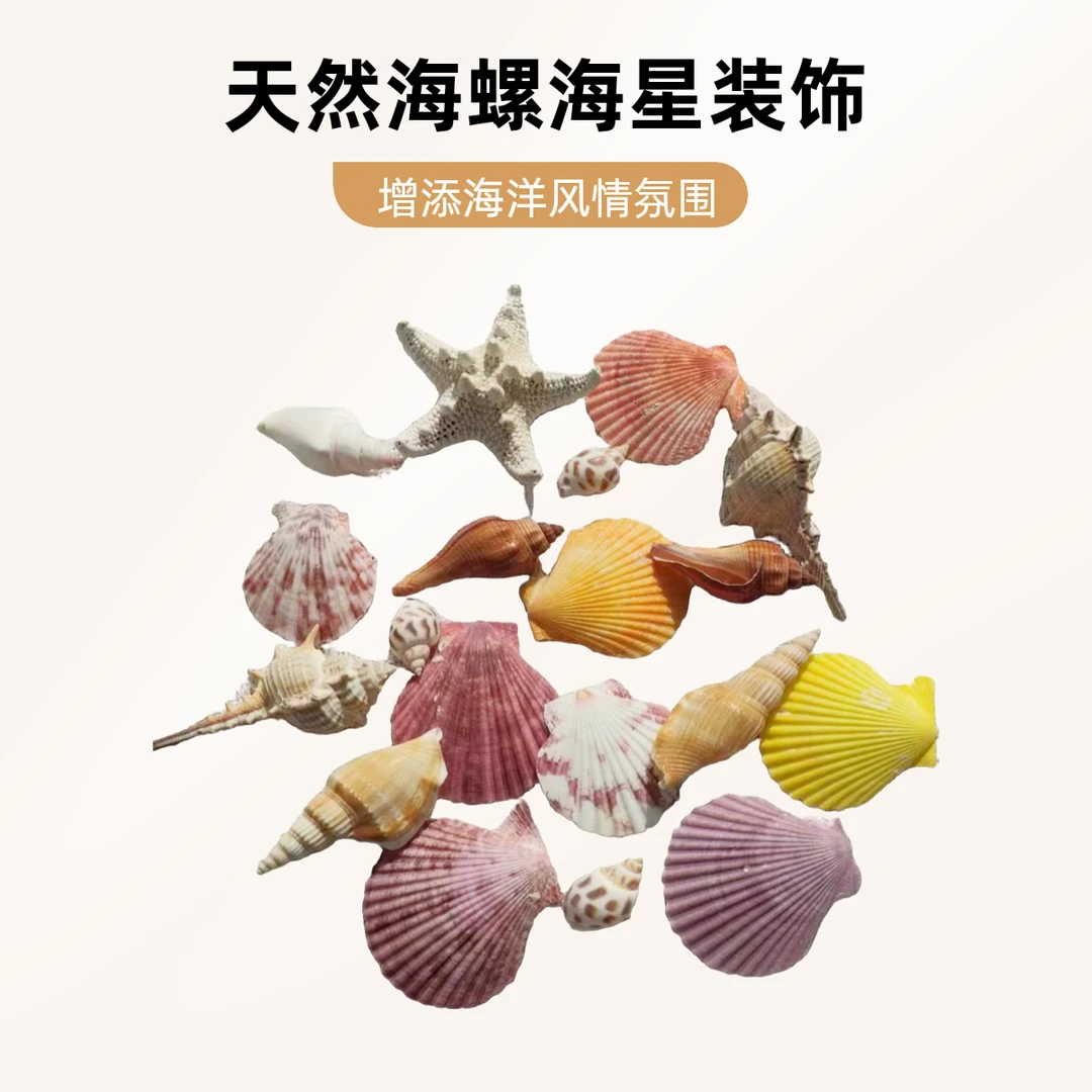 现货天然贝壳海螺海星 鱼缸造景装饰贝壳海螺批发风铃DIY工艺品