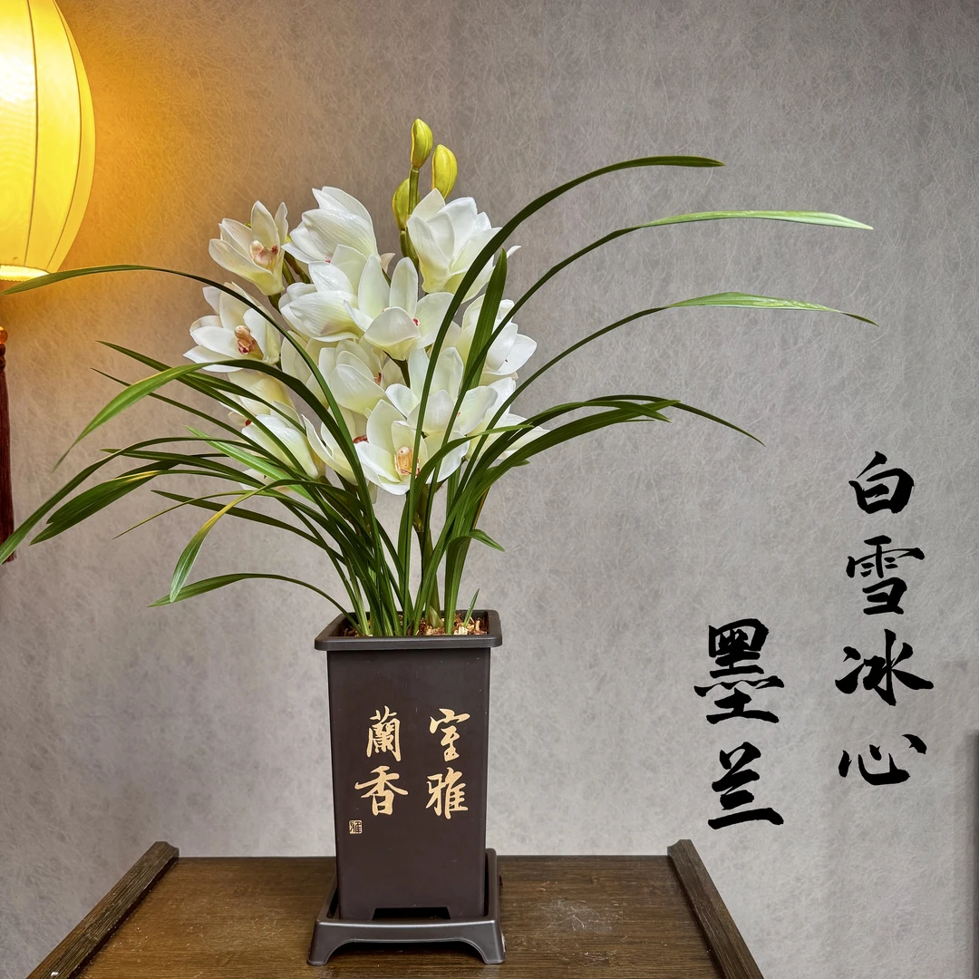 大花墨兰白雪冰心不带花苞浓香型年宵花带盆底座好养易活室内绿植