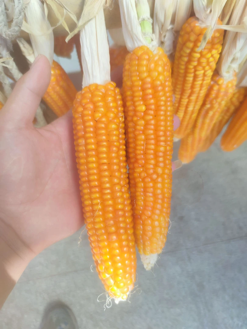 2025年大别山传统老品种小金黄非转基因自留种循环种植玉米棒磨面