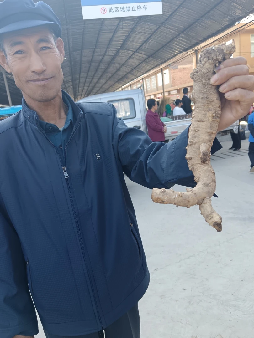 新鲜野党参一物一拍