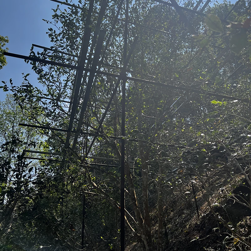 2025年【弯弓单株】国有林古树头春 普洱生茶 50g铁罐装 拆封不退