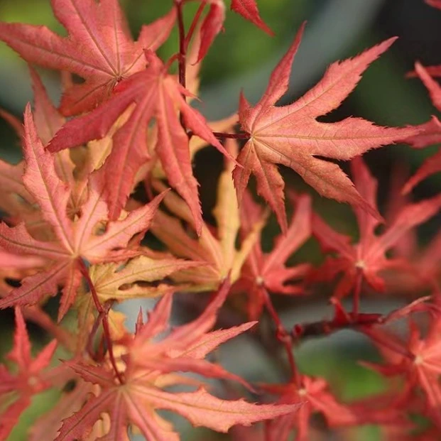 一物一拍 赤鸭立泽 日本观叶绿植窗台盆景庭院盆栽阳台小花园枫树