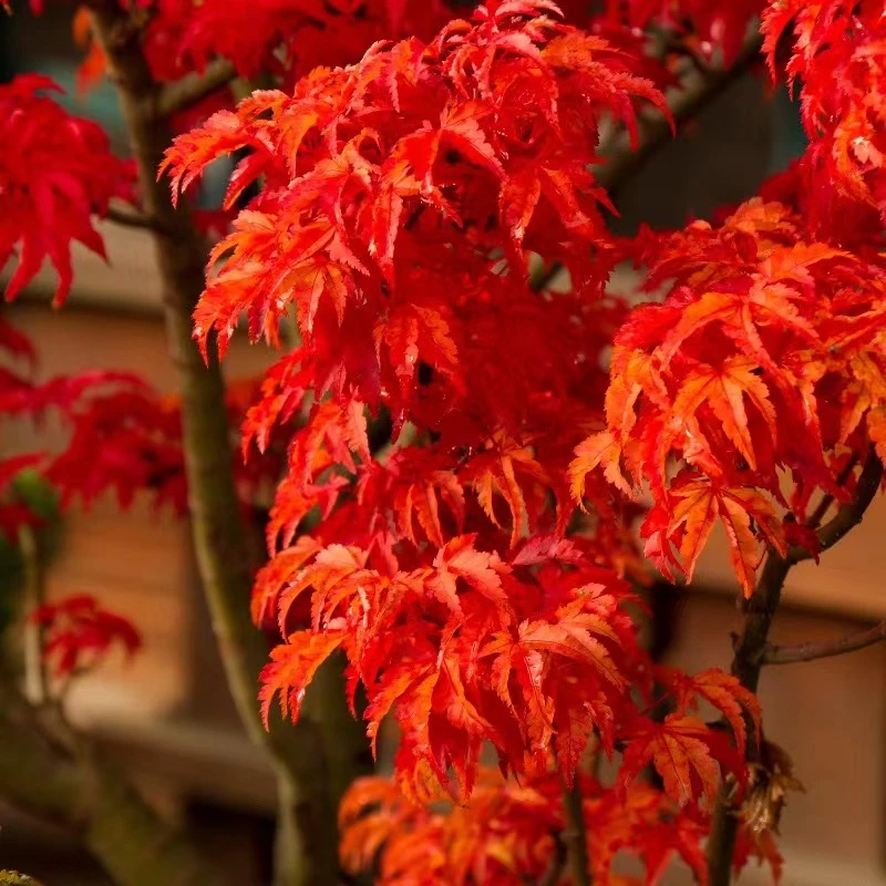 一物一拍日本枫树 狮子头绿植观叶红枫庭院植物小盆景阳台