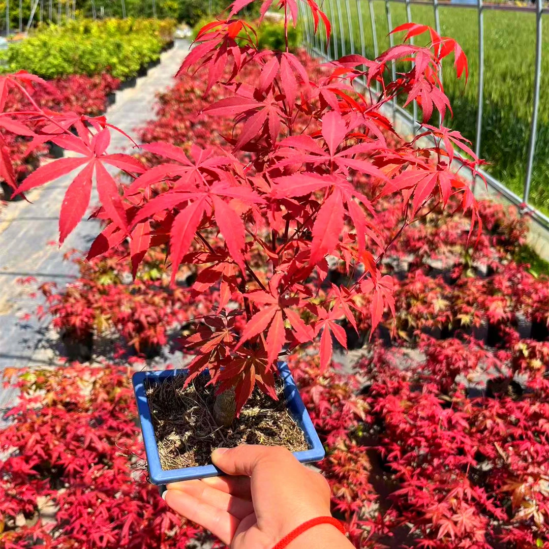 一物一拍 中华小红叶 三季红 血红 小苗红舞姬红枫盆栽