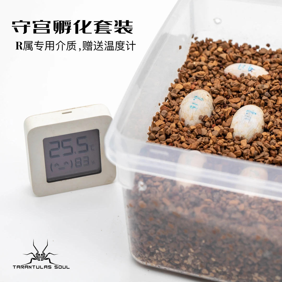 R属守宫孵化介质孵化盒盖勾亚睫角巨人守宫孵化套装爬宠繁殖包邮