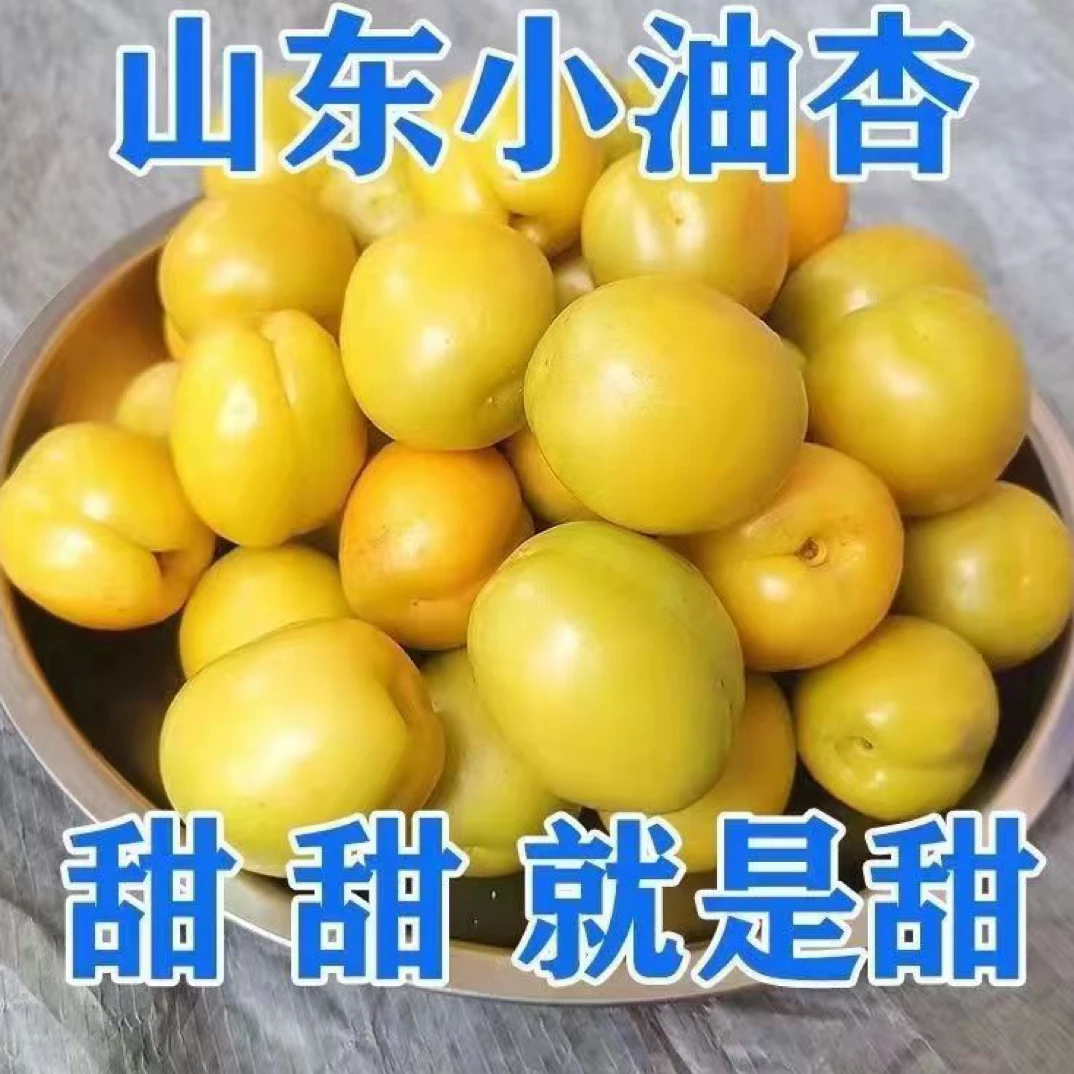 山东小白杏珍珠油杏新鲜孕妇应季水果现摘甜杏子非新疆整箱包邮