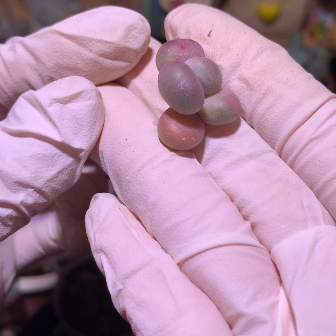 韩奶酪多肉自己发根奶酪